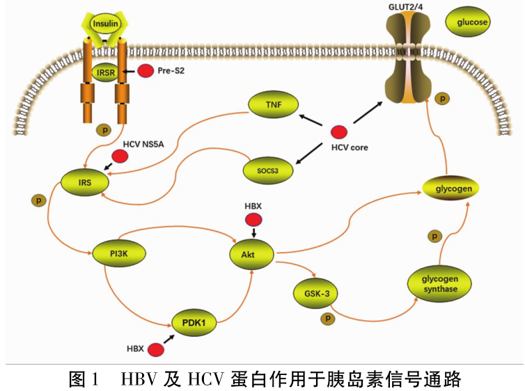 与hbv反式调节蛋白hbx和pre-s2作用于胰岛素信号通路的多个环节相似
