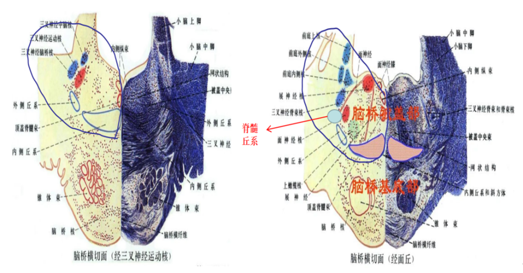 颅脑解剖基础第二期医生必备