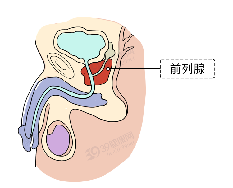 令人心跳加速的前列腺保养指南