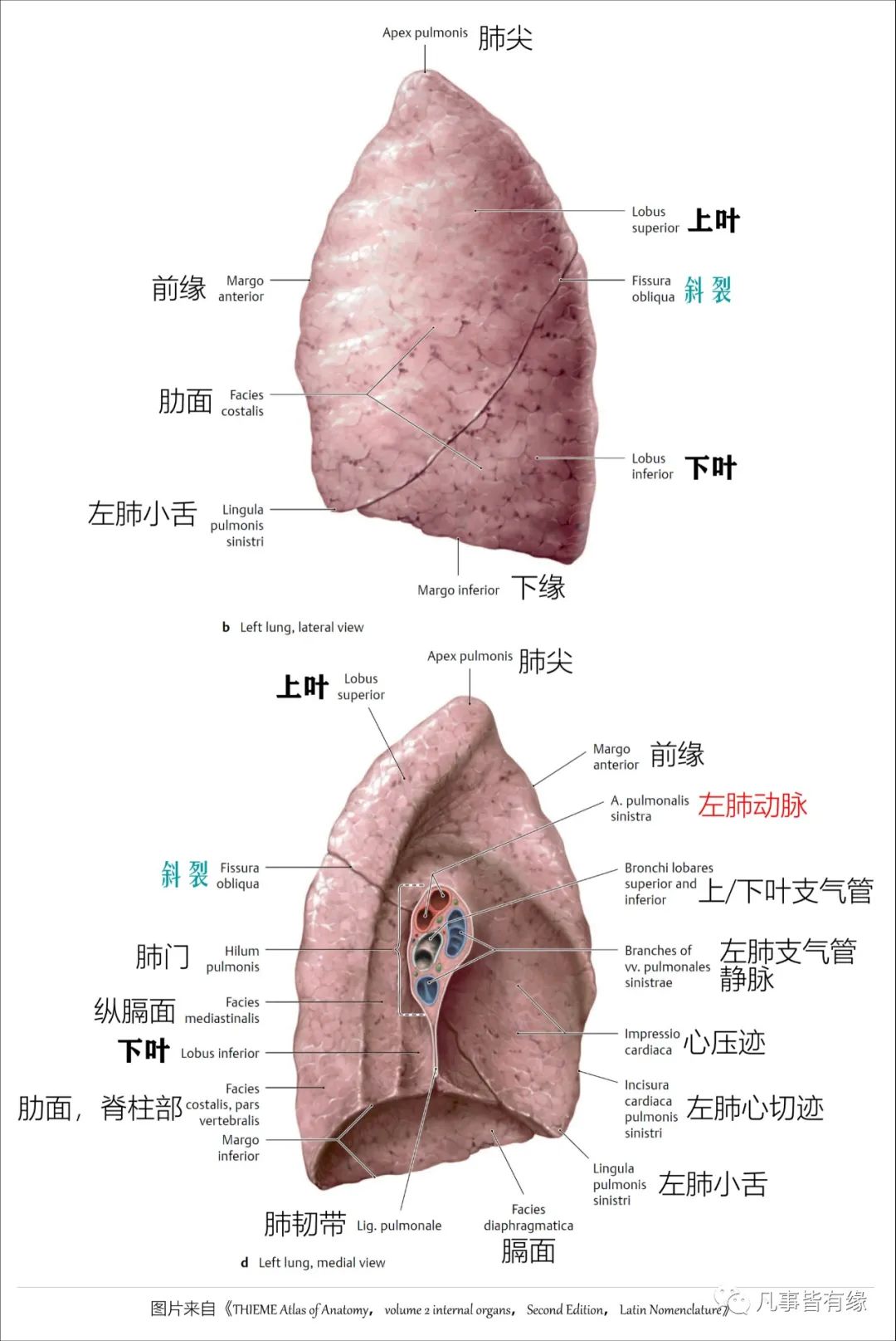 图文并茂肺部解剖最全解析