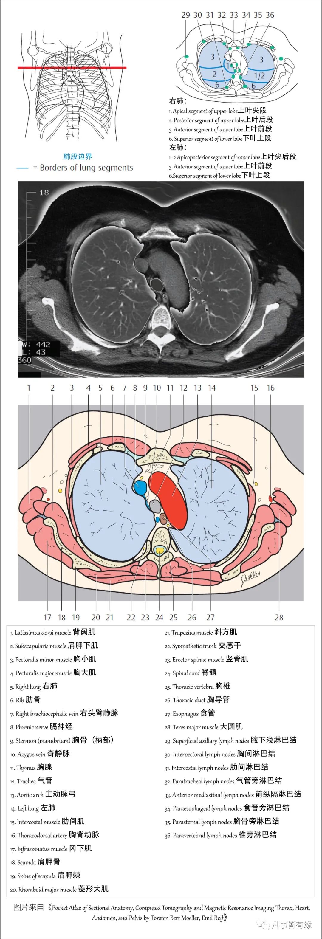 图文并茂肺部解剖最全解析