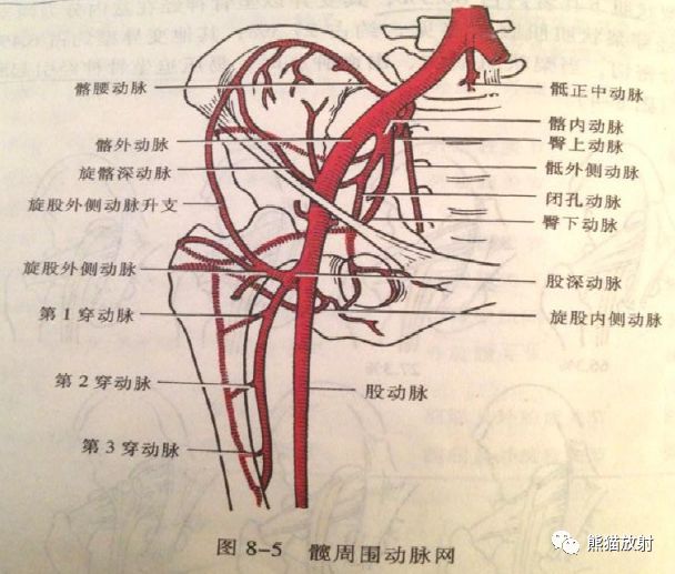 学习下肢cta的看过来最全下肢血管系统解剖cta