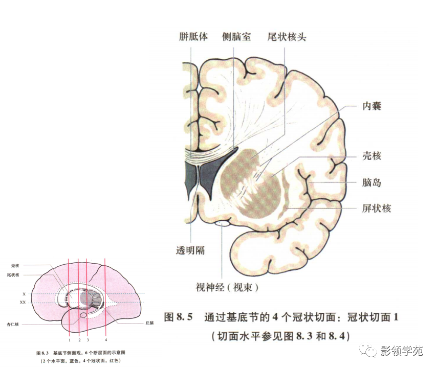 其下行纤维主要有被盖脊髓束,红核脊髓束,网状脊髓束及橄榄脊髓束.