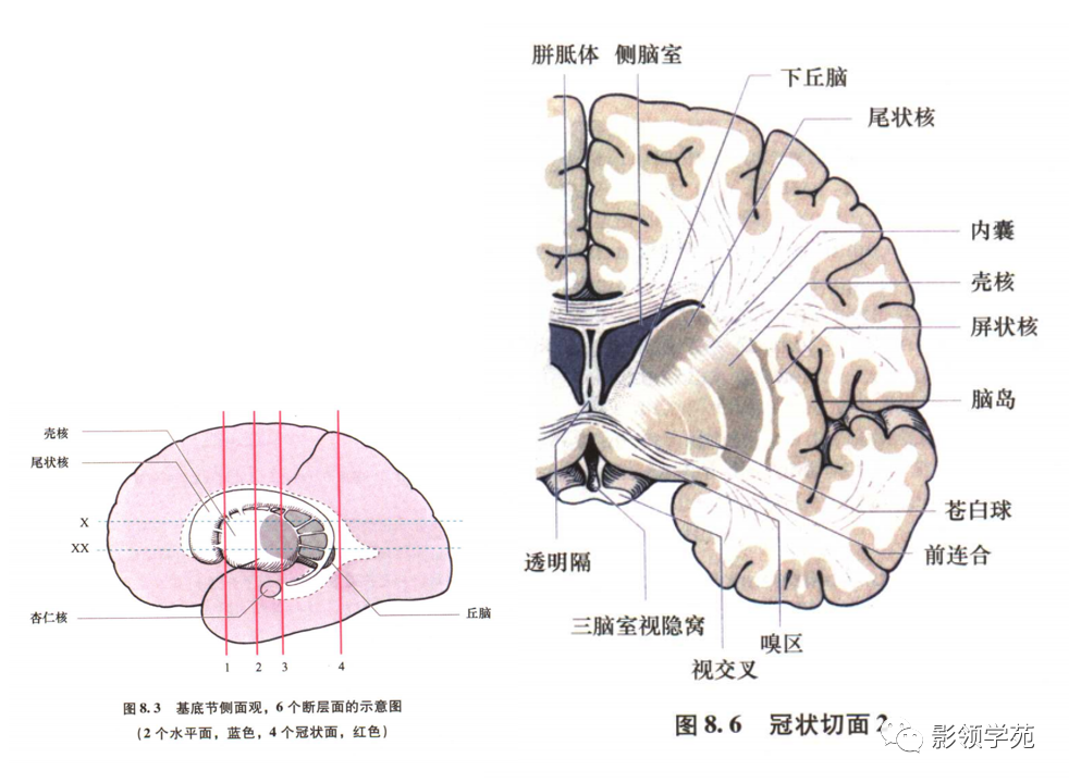 基底节内囊丘脑解剖难一文掌握