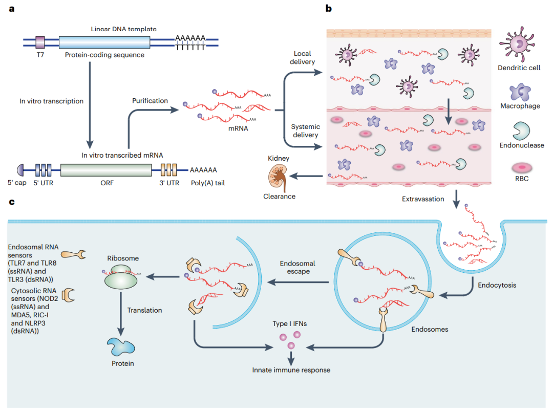 mrna纳米药物全景解读最新进展挑战临床转化及未来方向
