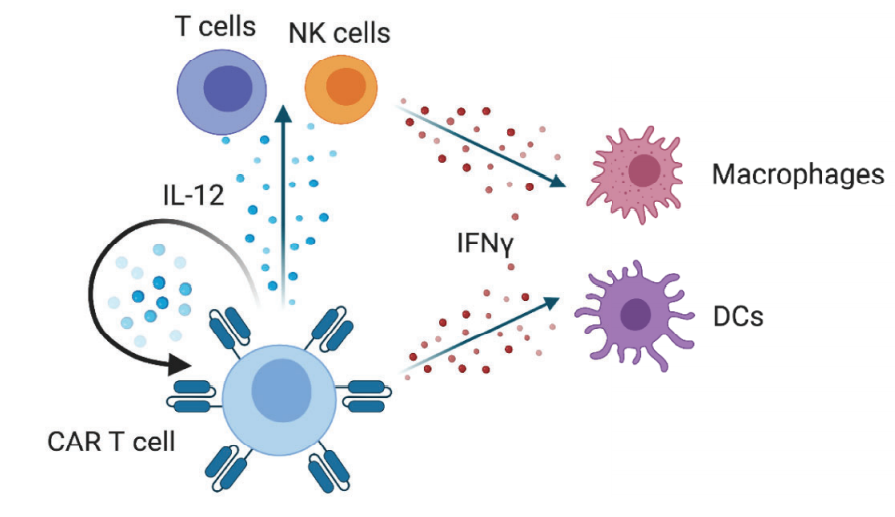 cart细胞治疗的好助手细胞因子