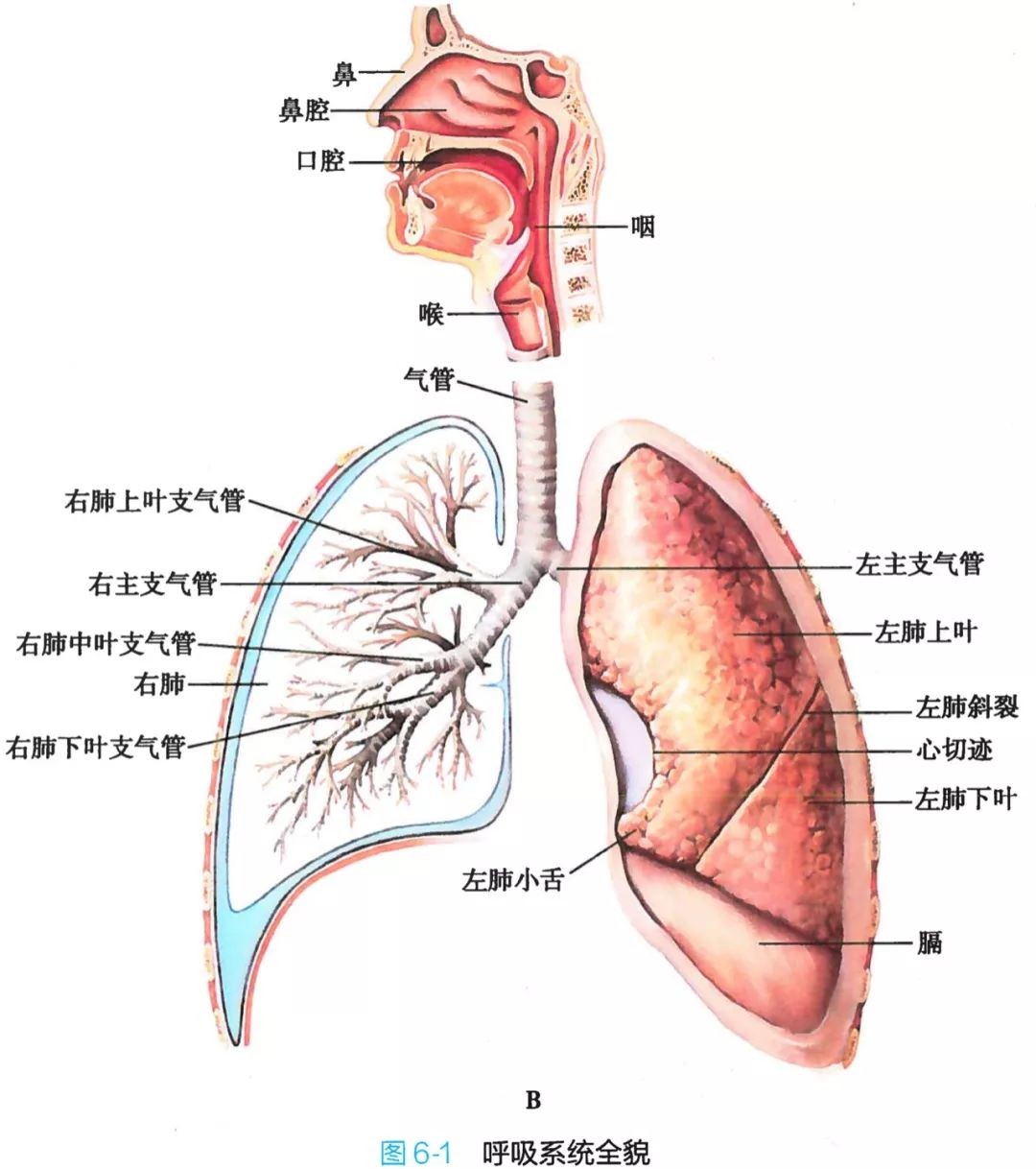 呼吸系统解剖图谱_医学界-助力医生临床决策和职业成长