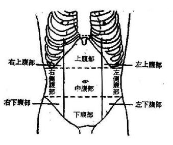 阑尾和右侧卵巢位置图图片