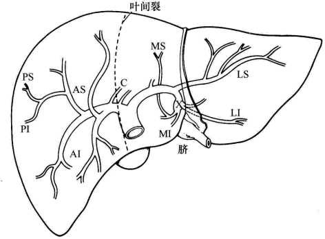 肝血窦 手绘图图片