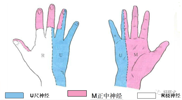 尺神经分布图片