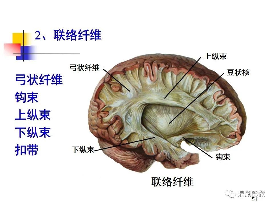 12對顱神經中7對(視神經,動眼神經,滑車神經,三叉神經,外展神經,面