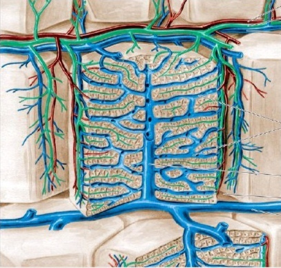 肝血窦毛细血管壁不完整,内皮细胞之间