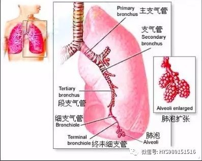 医生必须掌握的肺部听诊技巧 值得收藏 医学界 助力医生临床决策和职业成长