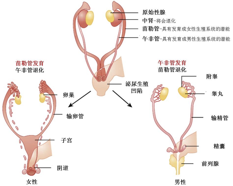精巢和睾丸的区别图片