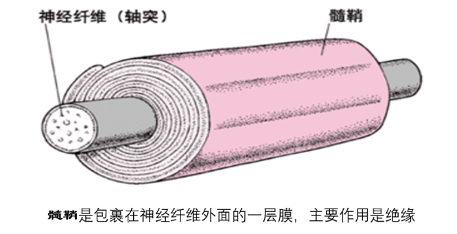 以维持有髓鞘的神经纤维功能完整