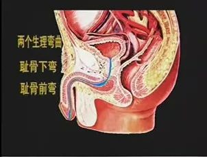 最窄男性成人尿道长,弯,细,长18～20cm男性尿道的特点留置导尿术:是在