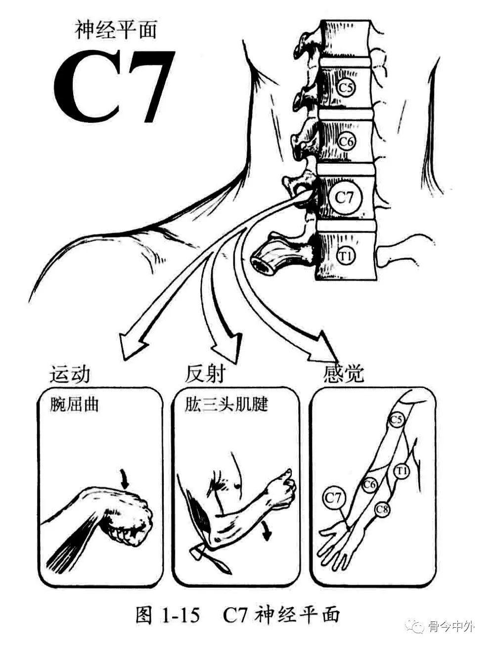 肱三头肌:c7桡神经(图1-15)肱三头肌,腕屈肌群和指伸肌群主要由c7神经
