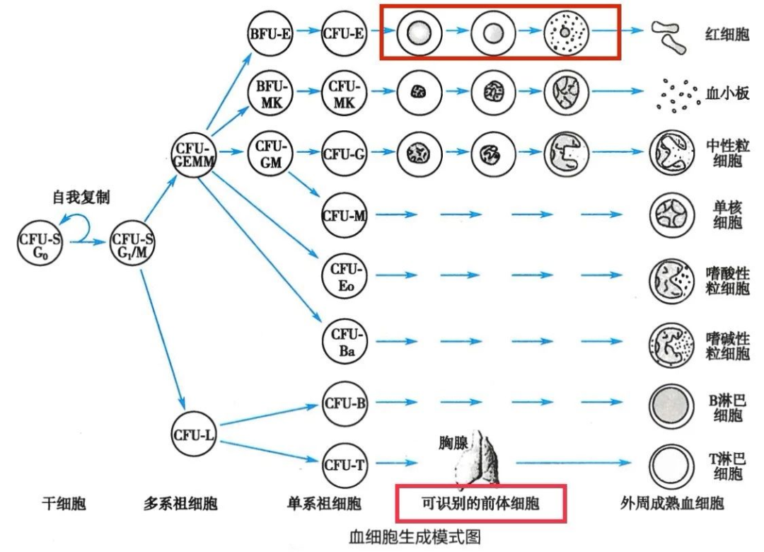 人类细小病毒b19感染,症状表现有哪些?