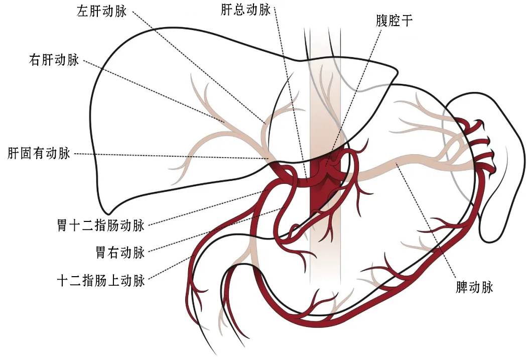 腹腔干分支简图腹腔干及其分支正常解剖示意图文献报道多至55%的人