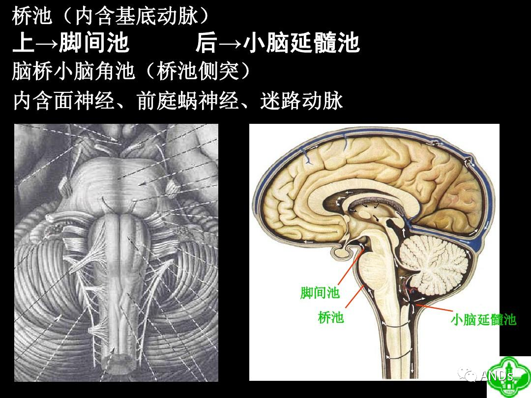 硬脑膜-临床应用解剖学-医学