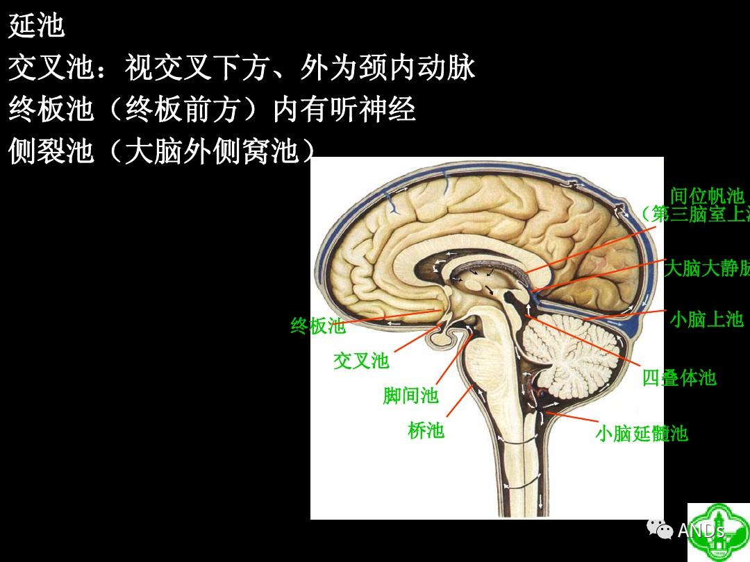 中脑、脑桥和延髓：解剖＆综合征 - 脑医汇 - 神外资讯 - 神介资讯