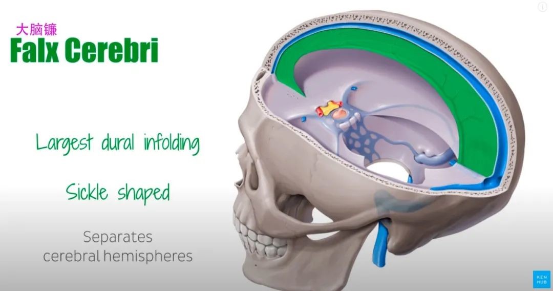 小脑幕大脑镰解剖图图片