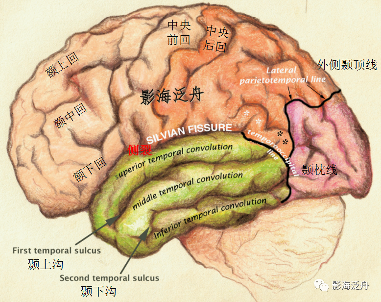 圖:外側顳頂線是頂枕溝上緣與枕前切跡(枕極向前下約4cm處)的連線,顳