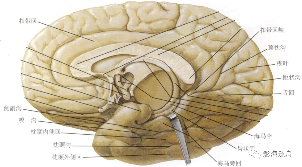 史上最详细的头颅核磁共振解剖之颞叶解剖