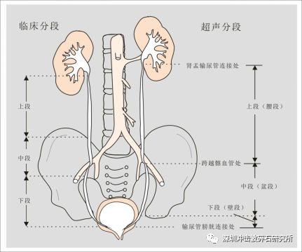 子宫输尿管解剖图图片