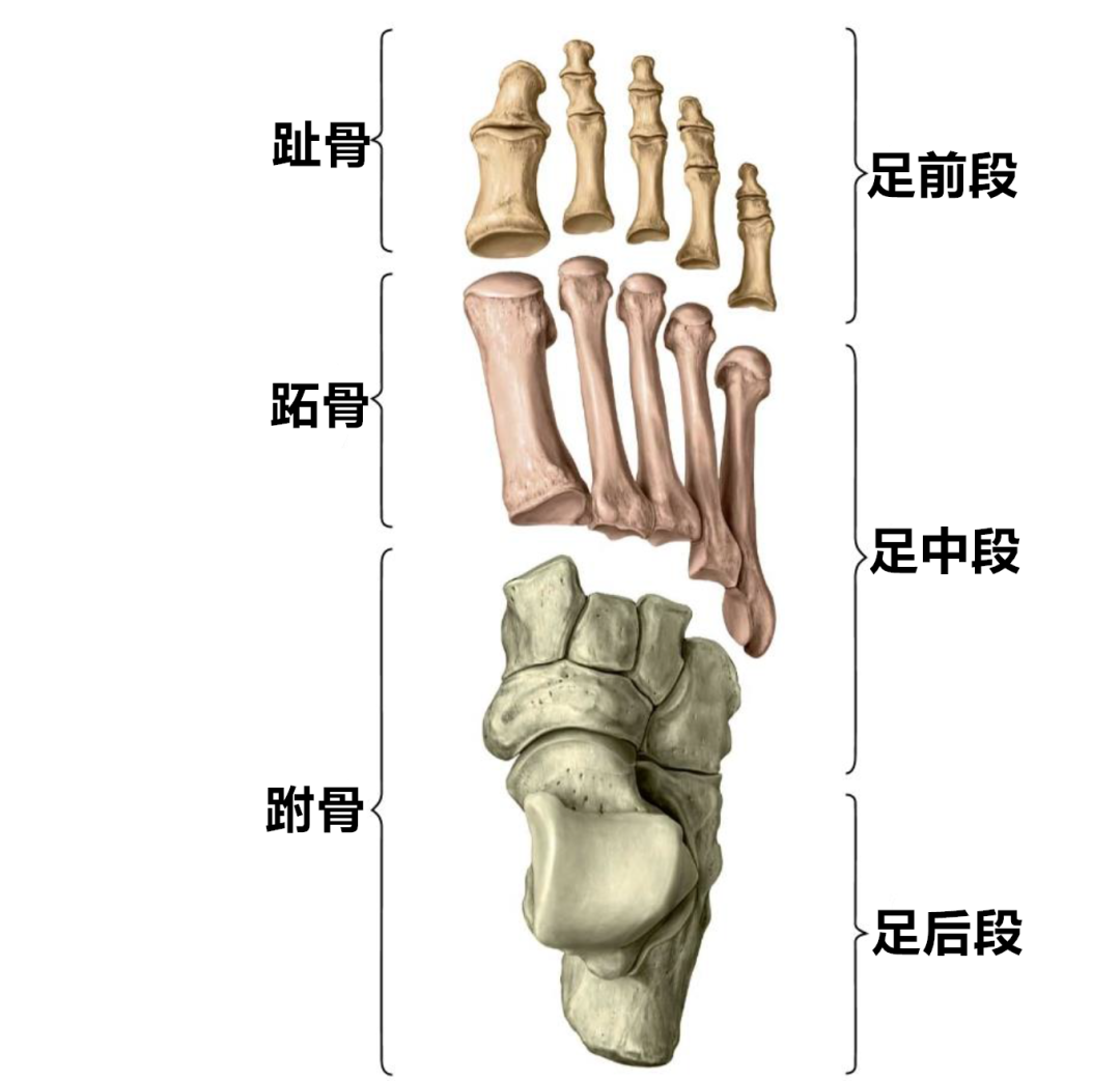 趾骨