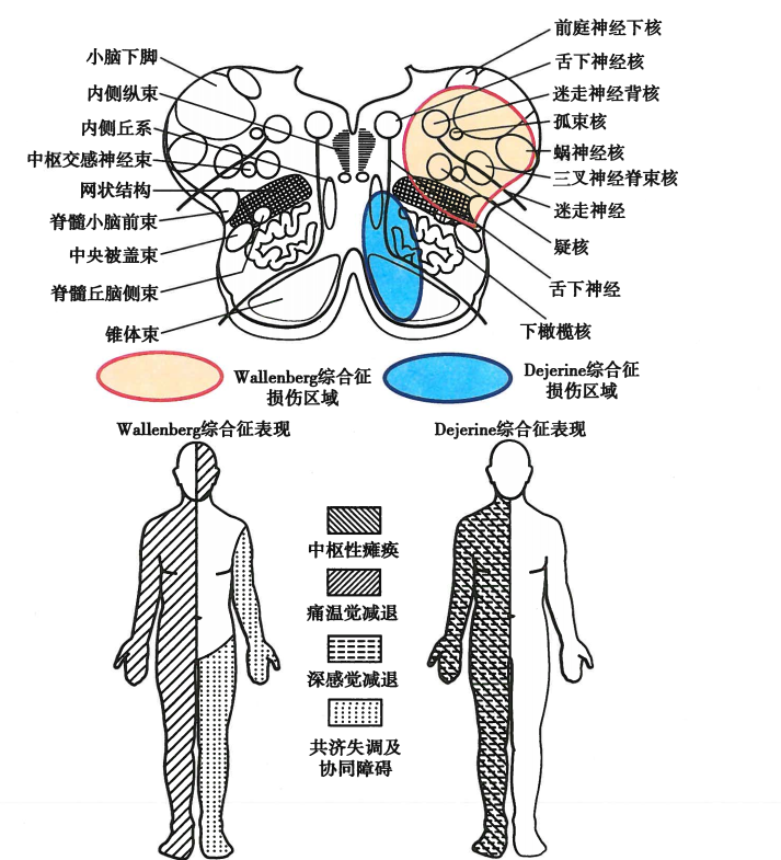 神經解剖學習腦幹