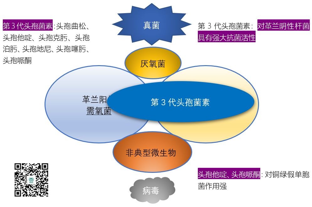 头孢吡肟抗菌谱图片