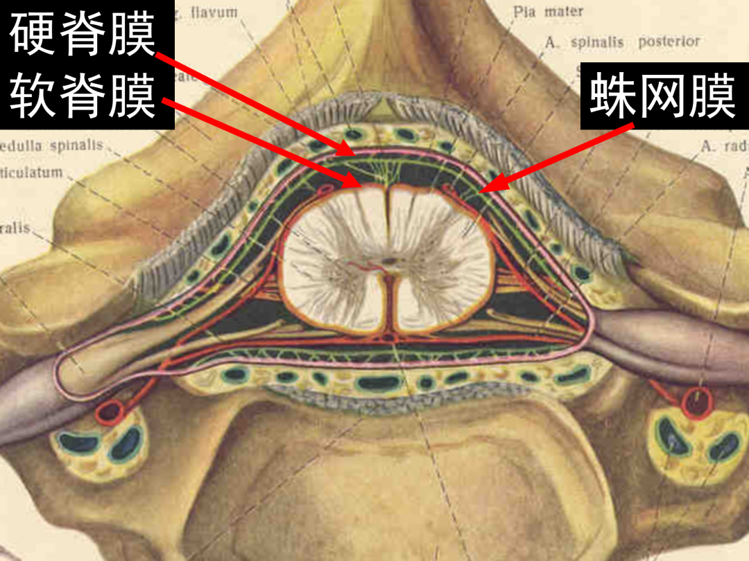 腰麻解剖层次图片图片