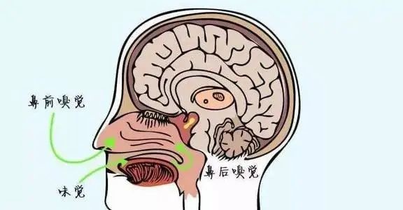 可能是萎缩性鼻炎_医学界-助力医生临床决策和职业成长