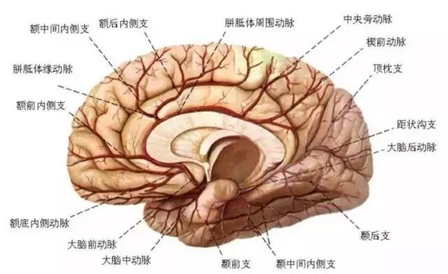 它主要營養頂枕溝以前的大腦半球內側面,額葉底面的一部分和內囊前段