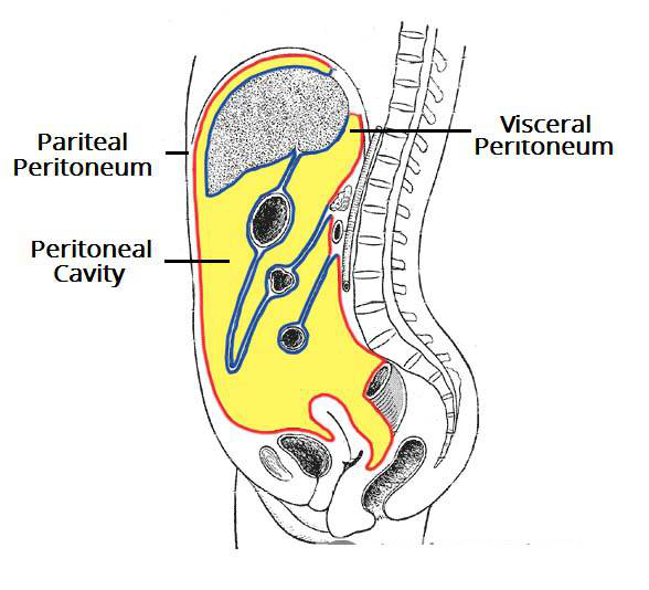 壁腹膜和脏腹膜互相移行,形成一个不规则的潜在间隙,称为腹膜腔