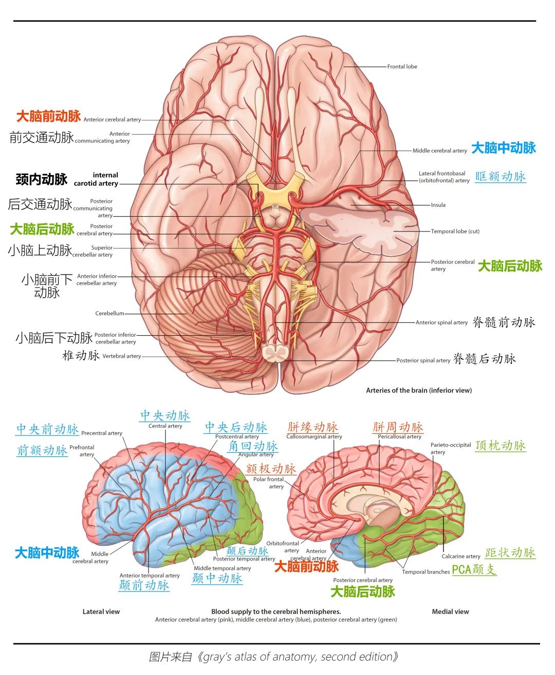 【推荐】脑血管解剖图——椎基底动脉系统|动脉|椎动脉|基底|图片|解剖|-健康界