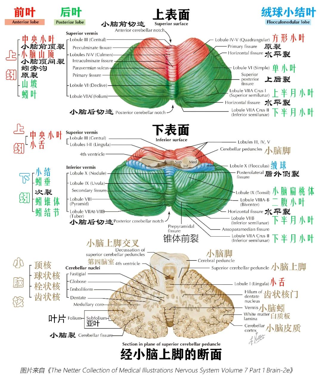 神经定位诊断必备 小脑精美图解