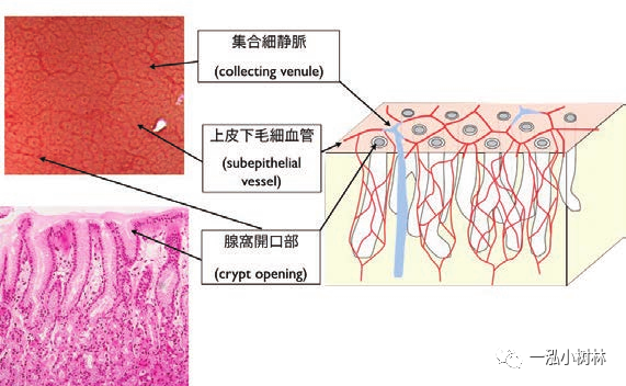 在胃底腺区域可以观察到被称为rac的海星型的集合细静脉(图1)