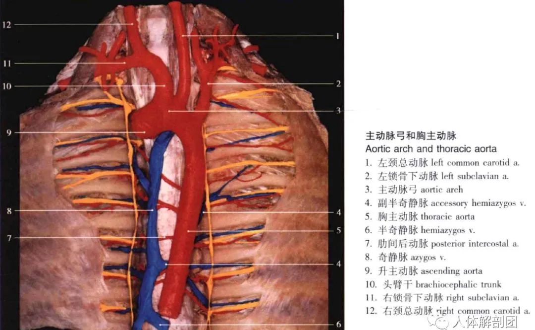 膈上动脉图片