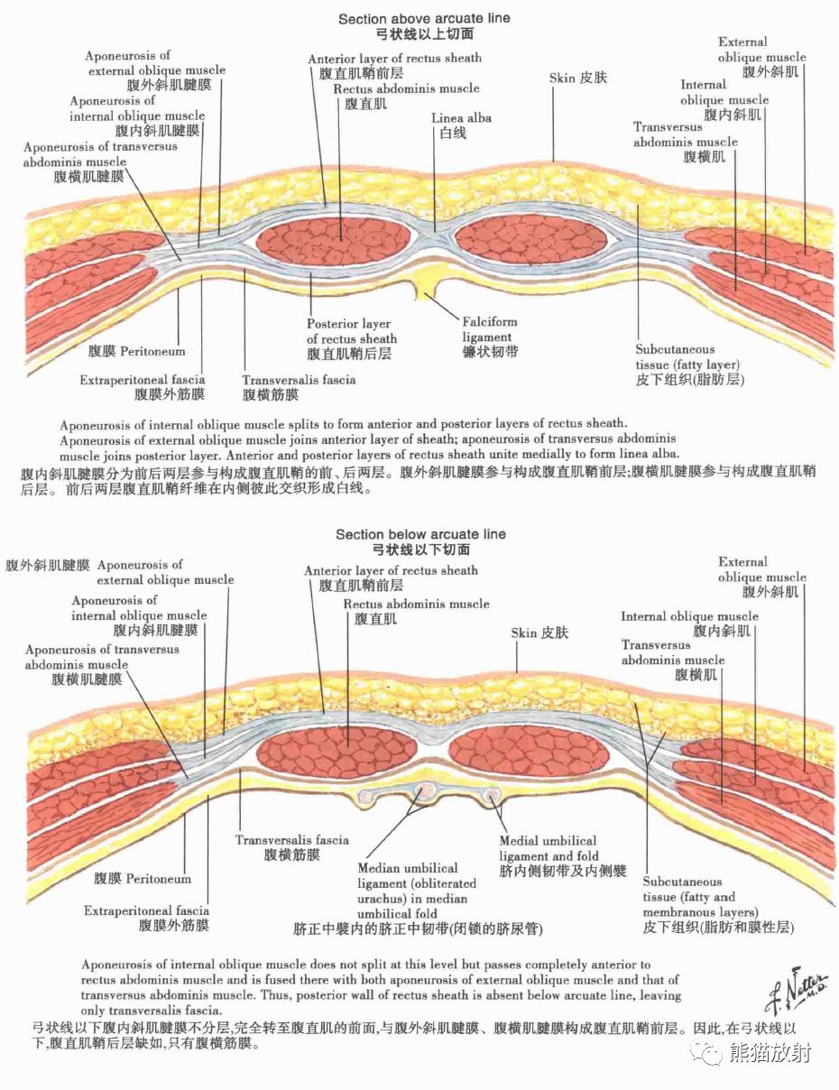 腹壁层次解剖图图片