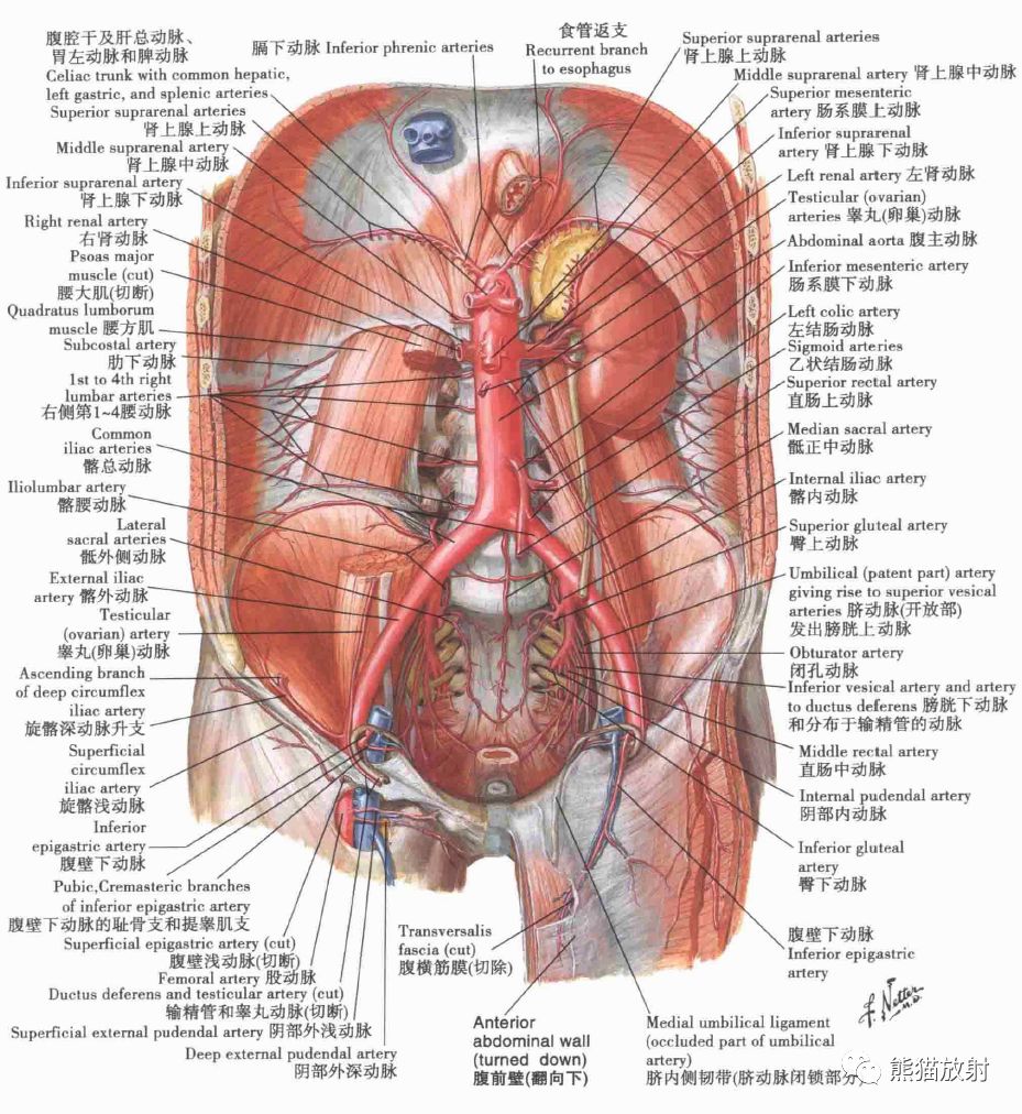 精细解剖丨腹部,腹壁,腹膜