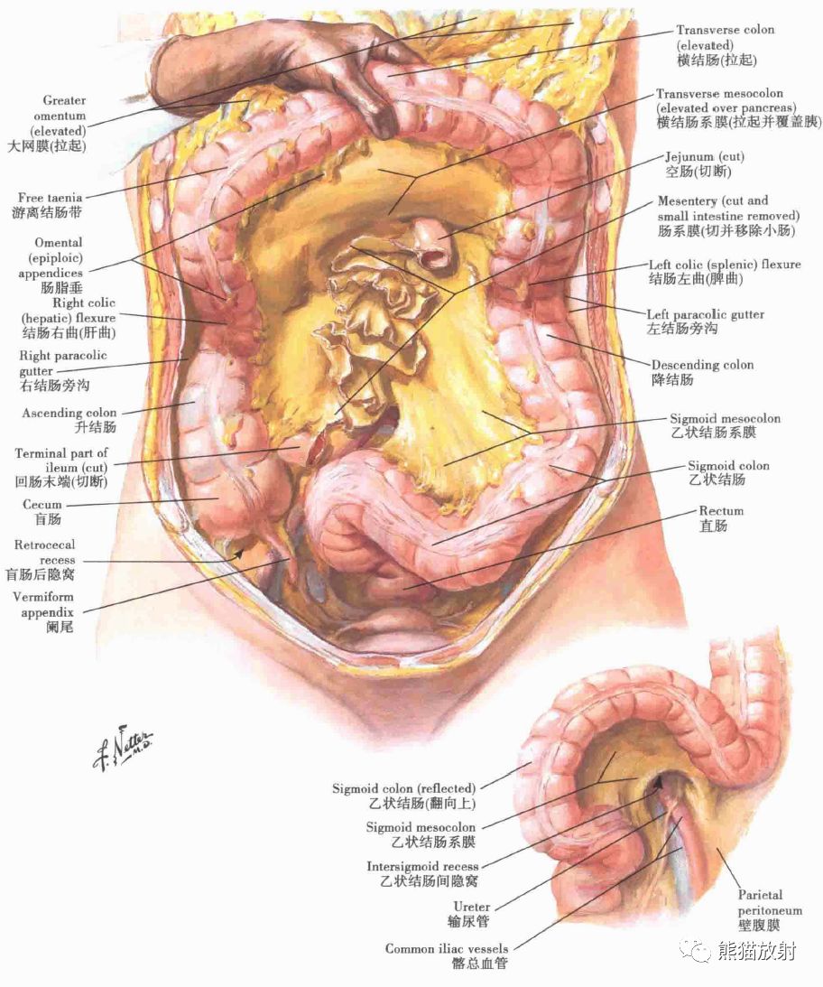 腹膜外位器官图片