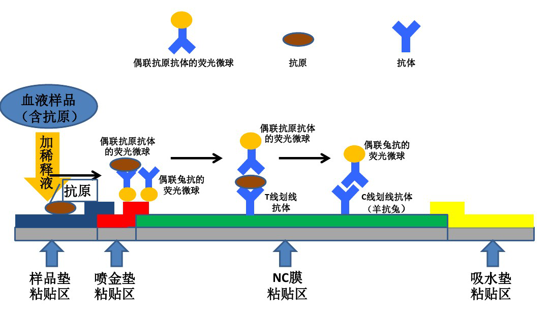 如下图:对于带有多个抗原决定簇的大分子抗原(蛋白,病毒,致病菌等)