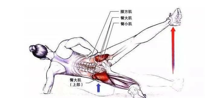 大多数坐骨神经痛都与这个肌肉有关系!