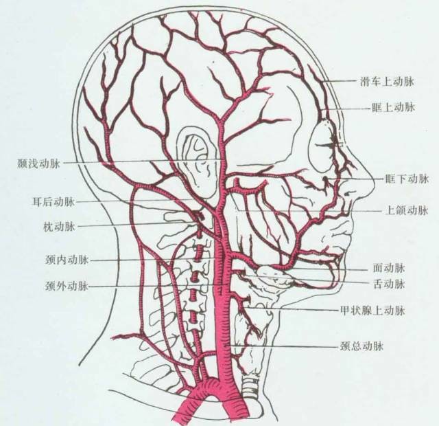 穿入腮腺实质,在下颌处分为颞浅动脉和上颌动脉两个终支