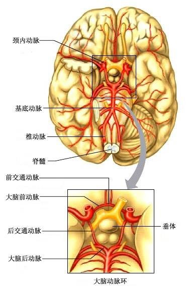 脑部供血系统分类