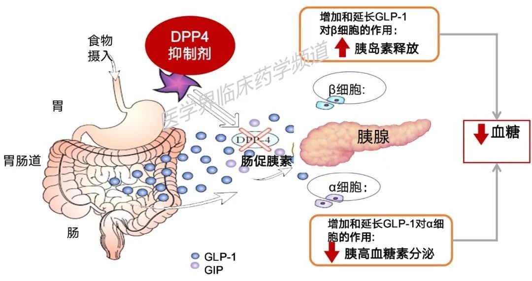 8张图读懂8类降糖药物机制,一目了然!