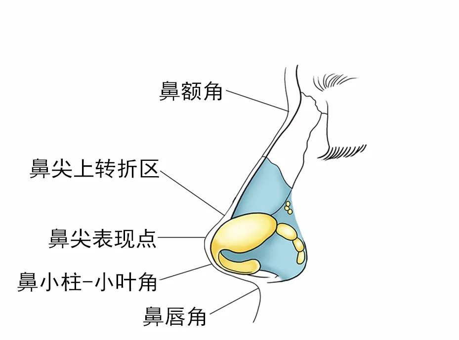 7岁孩子鼻子出血后如何护理(小孩7岁鼻子出血是什么原因?怎么治疗?)-第1张图片-鲸幼网