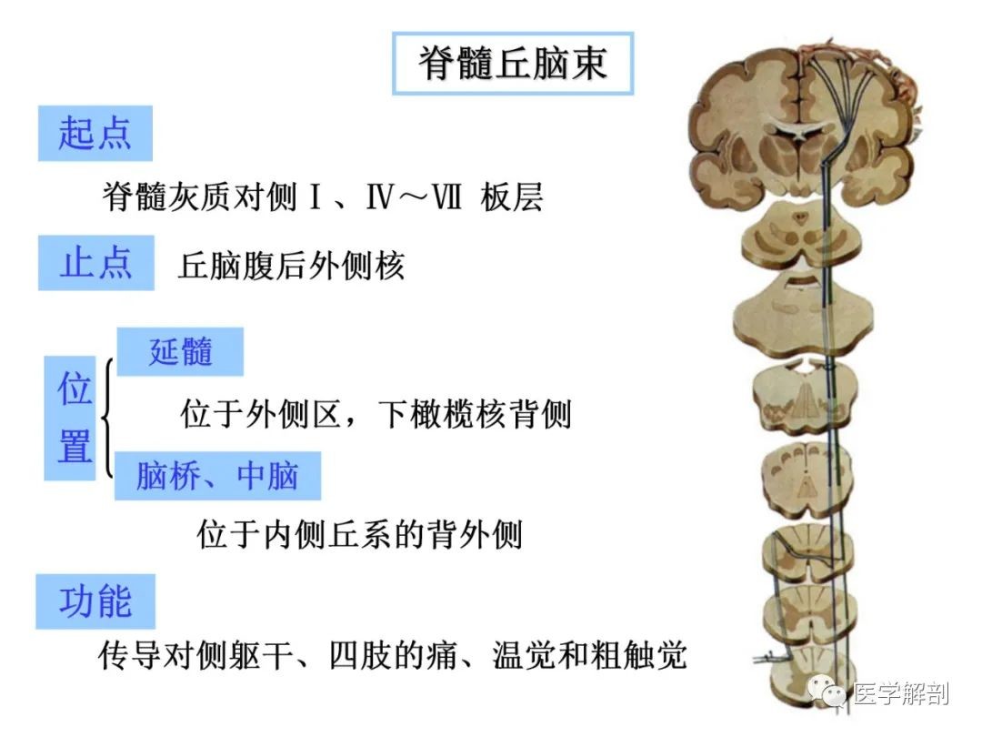 脑干与颅神经的解剖与临床 - 哔哩哔哩